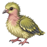 Pink-necked Green Pigeon Hatchling