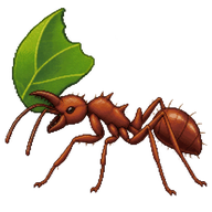 Leafcutter Ant