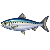 Southern African Pilchard