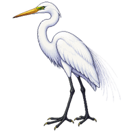 Eastern Great Egret