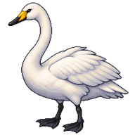 Whooper Swan