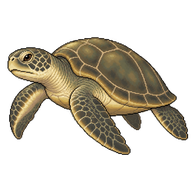 Olive Ridley Turtle