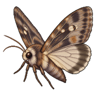 Bogong Moth