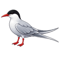 Arctic Tern