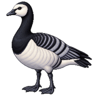 Barnacle Goose