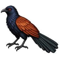 Greater Coucal