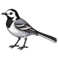 White Wagtail