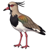 Southern Lapwing