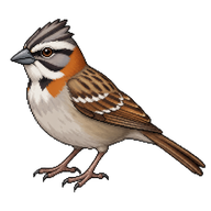 Rufous-collared Sparrow