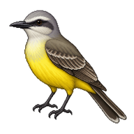Tropical Kingbird
