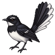 Willie Wagtail