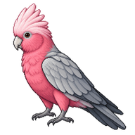 Galah