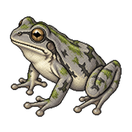 Cope's Gray Treefrog