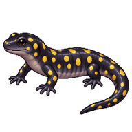 Spotted Salamander