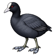 Eurasian Coot