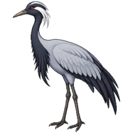 Demoiselle Crane