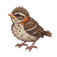 Rufous-collared Sparrow Nestling