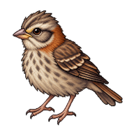 Rufous-collared Sparrow Fledgling