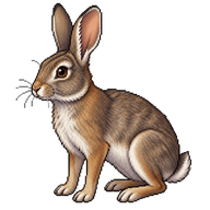Mountain Cottontail