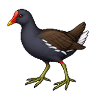 Common Moorhen