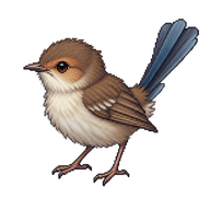 Superb Fairywren Fledgling
