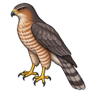 Cooper's Hawk