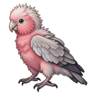 Galah Chick