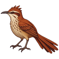 Greater Thornbird