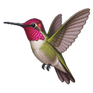 Anna's Hummingbird