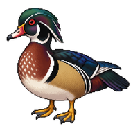 Wood Duck