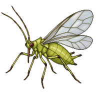 Oleander Aphid Winged Adult