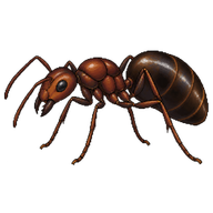Chestnut Carpenter Ant Queen