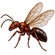 Chestnut Carpenter Ant Drone