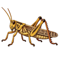 Desert Locust Gregarious Adult