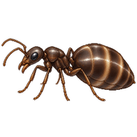 Odorous House Ant Queen