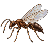 Argentine Ant Drone