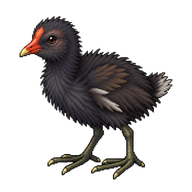 Common Moorhen Chick