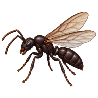 Asian Needle Ant Male