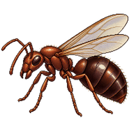 Turf Ant Queen