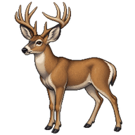 Mule Deer