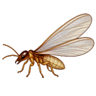 Asian Subterranean Termite Alate