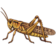 Migratory Locust Gregarious Adult