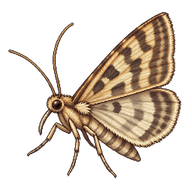Alfalfa Webworm Moth