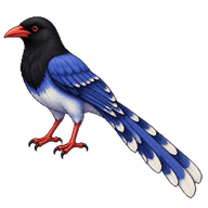 Red-billed Blue Magpie