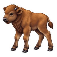 European Bison Calf