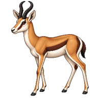 Springbok