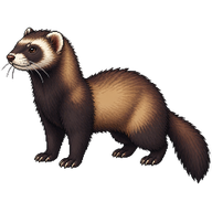 European Polecat