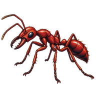 Giant Red Bull Ant