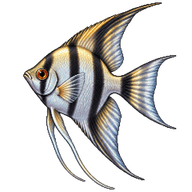 Angelfish