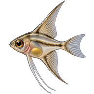 Angelfish Larva
